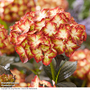 Hydrangea macrophylla 'Light My Fire'
