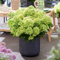 Hydrangea 'Living Little Apple'