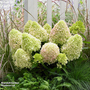 Hydrangea 'Little Fresco'