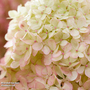 Hydrangea 'Living Little Love'