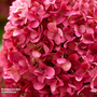 Hydrangea 'Living Little Rosy'