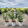 Hydrangea paniculata 'Limelight Prime'