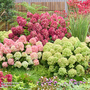 Hydrangea paniculata 'Living Little Trio'