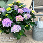 Hydrangea macrophylla 'Blue'