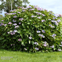Hydrangea aspera 'Macrophylla'
