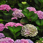 Hydrangea macrophylla 'Xian'