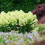 Hydrangea paniculata 'Magical Lime Sparkle'