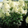 Hydrangea paniculata 'Magical Summer'