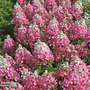 Hydrangea paniculata 'Magical Vesuvio'
