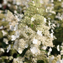 Hydrangea paniculata 'Magical Himalaya'