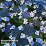 Hydrangea serrata 'Magic Pillow'