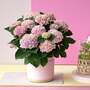 Hydrangea macrophylla 'Magical Revolution' (Indoor)