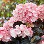 Hydrangea macrophylla 'Midnight Pearl'