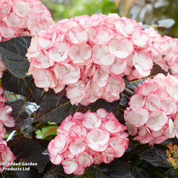 Hydrangea macrophylla 'Midnight Pearl'