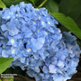 Hydrangea macrophylla 'Nikko Blue'