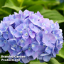 Hydrangea macrophylla 'Nizza'