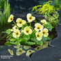 Hydrocleys nymphoides (Floating aquatic)