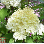 Hydrangea paniculata 'Phantom'