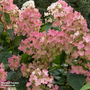 Hydrangea paniculata 'Pink Diamond'