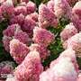 Hydrangea 'Living Pinky Promise'