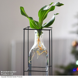 Rooted Hydroponic in Glass with Stand and Light