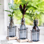 Rooted Hydroponic in Glass with Stand and Light