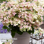 Hydrangea Paniculata 'Switch Ophelia'