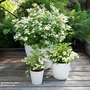Hydrangea paniculata 'Prim White'