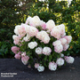 Hydrangea 'Living Raspberry Pink'