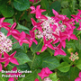 Hydrangea macrophylla 'Red Bull'