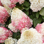 Hydrangea 'Living Red Velvet'