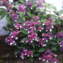 Hydrangea aspera 'Rosemary Foster'