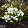 Hydrangea 'Living Royal Flower'
