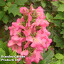 Hydrangea quercifolia 'Ruby Slippers'