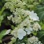 Hydrangea seemannii