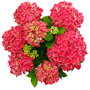 Hydrangea 'Strong Heart'