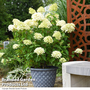 Hydrangea paniculata 'Skyfall'