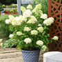 Hydrangea paniculata 'Skyfall'