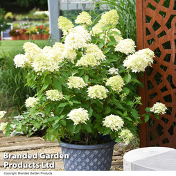 Hydrangea paniculata 'Skyfall'