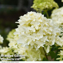 Hydrangea paniculata 'Skyfall'