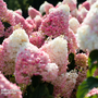 Hydrangea 'Living Strawberry Blossom'