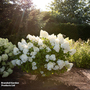 Hydrangea 'Living Sugar Rush'