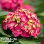 Hydrangea macrophylla 'Endless Summer- Summer Love'