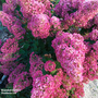 Hydrangea paniculata 'Sundae Fraise'
