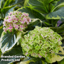 Hydrangea macrophylla 'Sunshine Amy'