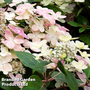 Hydrangea Paniculata 'Switch Ophelia'