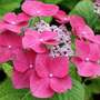 Hydrangea macrophylla 'Teller Pink'