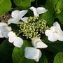 Hydrangea macrophylla 'Teller White'