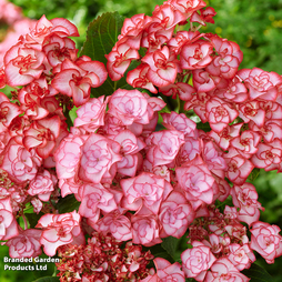 Hydrangea macrophylla 'Yulika'