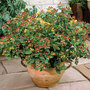 Hypericum 'Orange Flair'